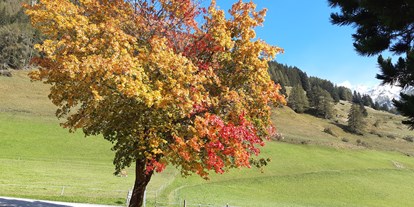 Pensionen - Hohe Tauern - unser Aahornbaum in voller Pracht - Bergerhof