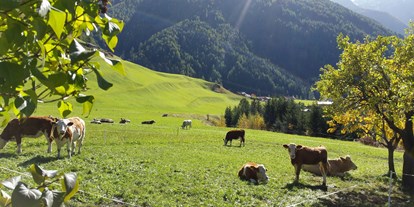 Pensionen - Oberlienz - im Herbst genießen die Kälber die Weiden rund ums Haus - Bergerhof