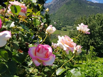 Pensionen - Umgebungsschwerpunkt: Berg - Terlan - 100 verschiedene Rosenstöcke verzieren unser Anwesen.  - Residence Sonnengarten**