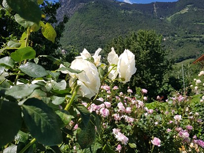Pensionen - Garten - St. Martin in Passeier - In allen Farben und Größen erblühen unsere Rosen. - Residence Sonnengarten**
