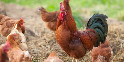 Pensionen - Frühstück: Frühstücksbuffet - Pfunds - Unsere glücklichen Hühner für die besten Frühsückseier - BIO-Bauernhof Inner-Glieshof