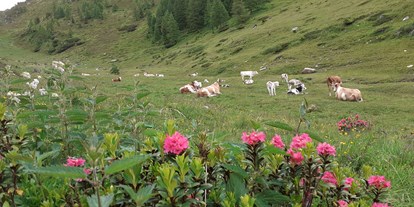 Pensionen - Weißenbach (Trentino-Südtirol) - Stifterhof