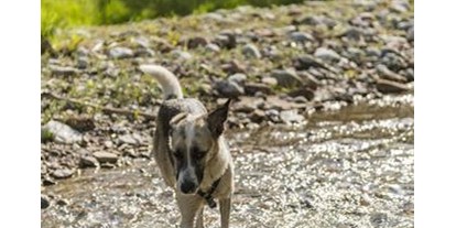 Pensionen - Hunde: hundefreundlich - Reit im Winkl - Haus Zum Wilden Kaiser
