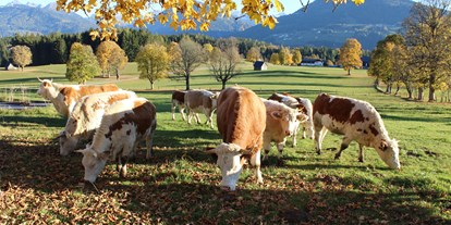 Pensionen - Umgebungsschwerpunkt: Berg - Abtenau - Unsere Bio-Kühe, die Ennstaler Bergschecken - Pension Wagnerhof