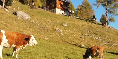 Pensionen - Hunde: auf Anfrage - Jenig - Auch unsere Kühe verbringen den Sommer auf der Alm. - Panoramapension Platzer