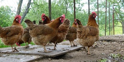 Pensionen - weitere Verpflegungsmöglichkeiten: Nachmittagskaffee - Lendorf (Lendorf) - Unsere Hühner sorgen für die frischen Frühstückseier. - Waldpension Ranner