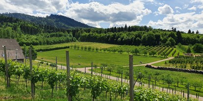 Pensionen - Ohlsbach - Sommer - Blick auf unsere Obstgärten - Gästehaus Wörner