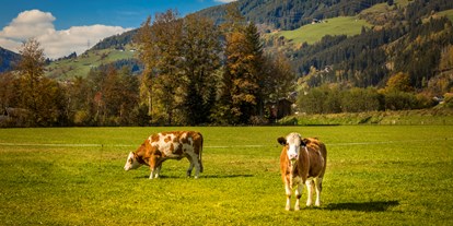 Pensionen - Umgebungsschwerpunkt: am Land - Alpbach - Unsere glücklichen Kühe - Obertrattenbachhof