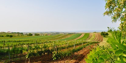 Pensionen - Umgebungsschwerpunkt: am Land - Weiden am See - Pension & Weingut Gangl - Weingarten Neuberg - Pension & Weingut Gangl