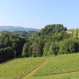Frühstückspension: Ausblick auf unsere Weingärten - Weingut Juritsch