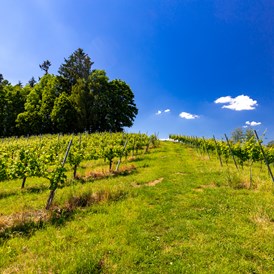 Frühstückspension: Weingarten rund um den Hof - Gästezimmer & Buschenschank am Weingut Hack-Gebell
